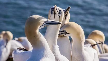 NBA优直播-这球无解！格列兹曼任意球直挂十分角破门，对手门将望球兴叹